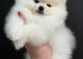 Yakışıklı Pomeranian